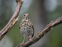 Turdus philomelos 80, Zanglijster, adult, Saxifraga-Theo Verstrael