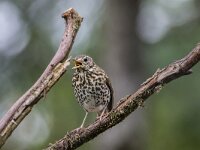 Turdus philomelos 81, Zanglijster, adult, Saxifraga-Theo Verstrael