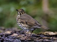 Turdus philomelos 86, Zanglijster, adult, Saxifraga-Theo Verstrael