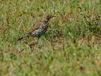 Turdus philomelos 93, Zanglijster, adult, Saxifraga-Theo Verstrael