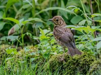 Turdus philomelos 95, Zanglijster, juvenile, Saxifraga-Theo Verstrael