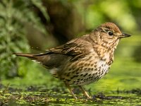Turdus philomelos 98, Zanglijster, adult, Saxifraga-Theo Verstrael