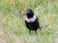 Turdus torquatus 16, Beflijster, Saxifraga-Bart Vastenhouw