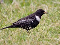 Turdus torquatus 18, Beflijster, Saxifraga-Bart Vastenhouw