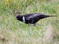 Turdus torquatus 19, Beflijster, Saxifraga-Bart Vastenhouw