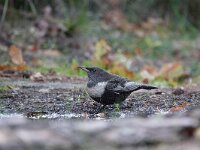 Turdus torquatus 5, Beflijster, Saxifraga-Mark Zekhuis