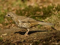 Turdus viscivorus 3, Grote lijster, Saxifraga-Jan Nijendijk