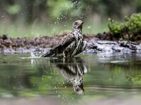 Turdus viscivorus 37, Grote lijster, adult, Saxifraga-Theo Verstrael