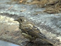 Turdus viscivorus 4, Grote lijster, Saxifraga-Piet Munsterman