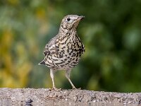 Turdus viscivorus 42, Grote lijster, adult, Saxifraga-Theo Verstrael