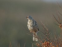 Turdus viscivorus 5, Grote lijster, Saxifraga-Piet Munsterman