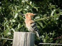 Upupa epops 12, Hop, Saxifraga-Joerg Mager