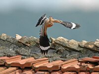 Upupa epops 13, Hop, Saxifraga-Joerg Mager