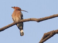 Upupa epops 16, Hop, Saxifraga-Mark Zekhuis