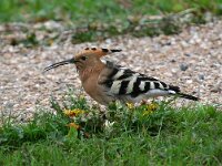 Upupa epops 21, Hop, Saxifraga-Bart Vastenhouw