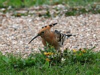 Upupa epops 22, Hop, Saxifraga-Bart Vastenhouw