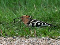 Upupa epops 23, Hop, Saxifraga-Bart Vastenhouw