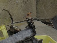 Upupa epops 25, Hop, Saxifraga-Henk Sierdsema