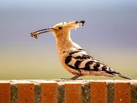 Upupa epops 34, Hop, Saxifraga-Bart Vastenhouw