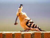 Upupa epops 35, Hop, Saxifraga-Bart Vastenhouw