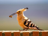 Upupa epops 36, Hop, Saxifraga-Bart Vastenhouw