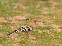 Upupa epops 37, Hop, Saxifraga-Mark Zekhuis