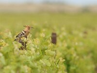 Upupa epops 38, Hop, Saxifraga-Mark Zekhuis