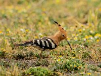 Upupa epops 39, Hop, adult, Saxifraga-Theo Verstrael