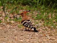 Upupa epops 4, Hop, Saxifraga-Hans Dekker