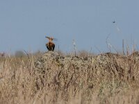 Upupa epops 43, Hop, adult, Saxifraga-Theo Verstrael