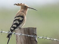 Upupa epops 46, Hop, adult, Saxifraga-Theo Verstrael