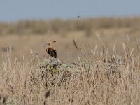 Upupa epops 48, Hop, adult, Saxifraga-Theo Verstrael