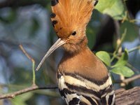 Upupa epops 5, Hop,  Saxifraga-Janus Verkerk