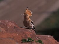 Upupa epops 8, Hop,  Saxifraga-Arie de Knijff