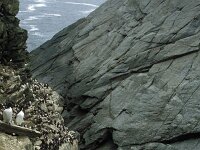 Uria aalge 2, Zeekoet, Saxifraga-Janus Verkerk