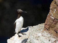 Uria aalge 40, Zeekoet, Saxifraga-Bart Vastenhouw