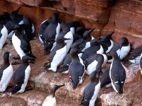 Uria aalge 42, Zeekoet, Saxifraga-Bart Vastenhouw