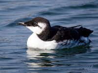 Uria aalge 46, Zeekoet, Saxifraga-Bart Vastenhouw