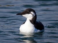 Uria aalge 47, Zeekoet, Saxifraga-Bart Vastenhouw