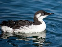 Uria aalge 56, Zeekoet, Saxifraga-Bart Vastenhouw