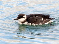 Uria aalge 58, Zeekoet, Saxifraga-Bart Vastenhouw
