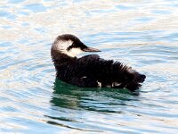 Uria aalge 59, Zeekoet, Saxifraga-Bart Vastenhouw