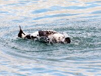 Uria aalge 60, Zeekoet, Saxifraga-Bart Vastenhouw