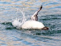 Uria aalge 63, Zeekoet, Saxifraga-Bart Vastenhouw