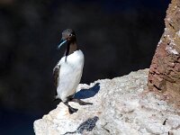 Uria aalge 69, Zeekoet, Saxifraga-Bart Vastenhouw