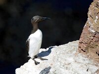 Uria aalge 70, Zeekoet, Saxifraga-Bart Vastenhouw