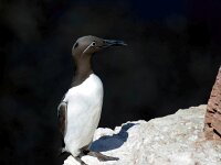 Uria aalge 72, Zeekoet, Saxifraga-Bart Vastenhouw