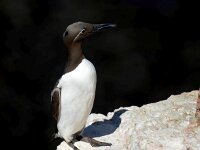 Uria aalge 73, Zeekoet, Saxifraga-Bart Vastenhouw