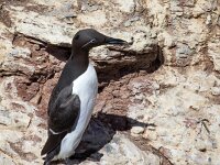 Uria aalge 75, Zeekoet, Saxifraga-Bart Vastenhouw