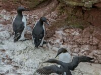 Uria aalge 82, Zeekoet, adult, Saxifraga, Theo Verstrael